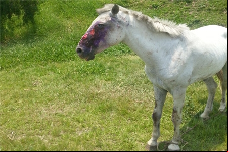 Cavalo é vítima de maus tratos