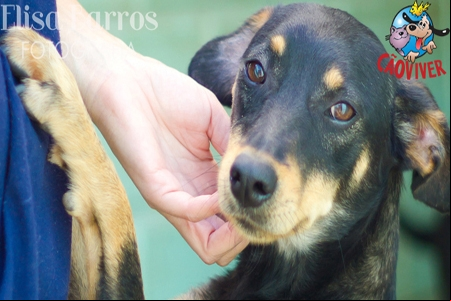 Bazar Permanente da ONG Cão Viver, participe!