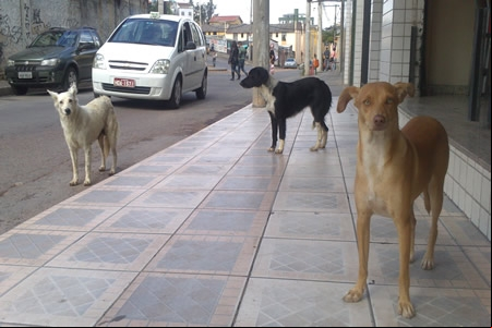 O número de cães abandonados continua crescendo