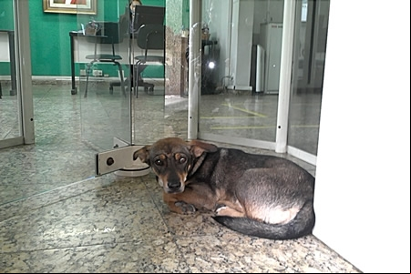 Dia de cão abandonado
