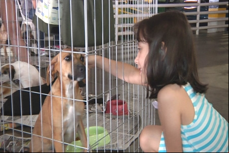 Evento ajuda no controle de animais abandonados nas Ruas de Contagem