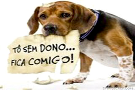 ONG Cãopartilhe vai participar da feira de adoção no ItaúPower