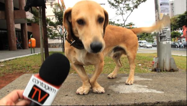 Entrevista exclusiva com um Vira-lata